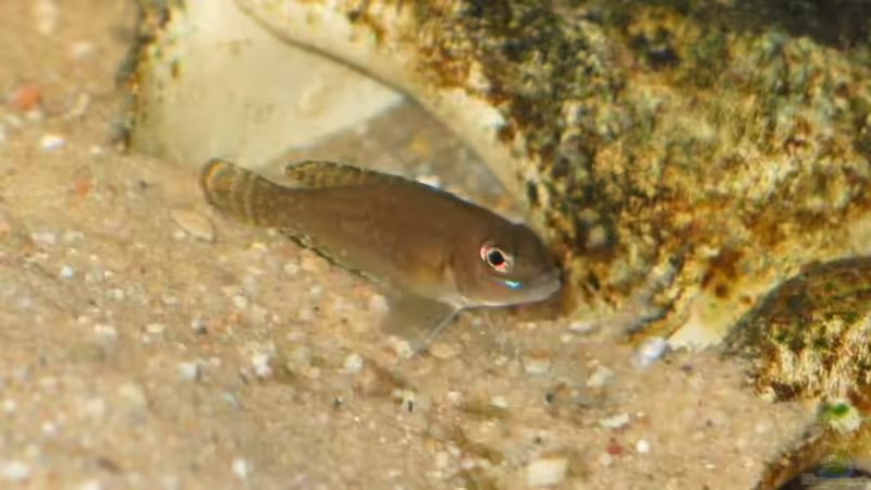 Weibchen von René Strässle (8)