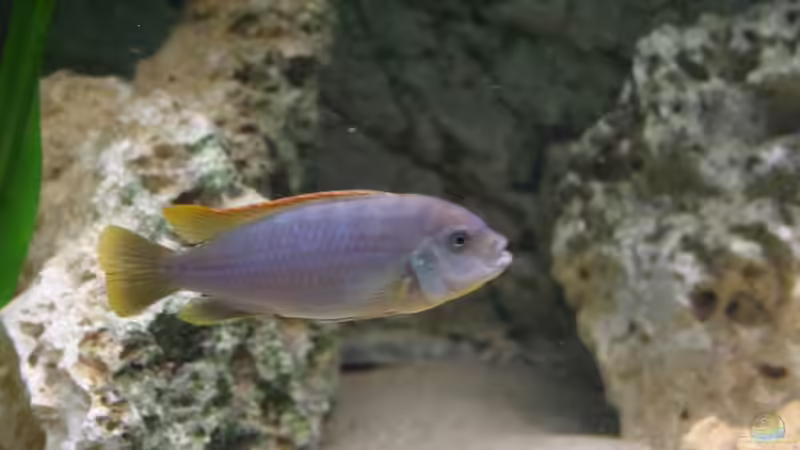 Weibchen von Roland Figura (30)