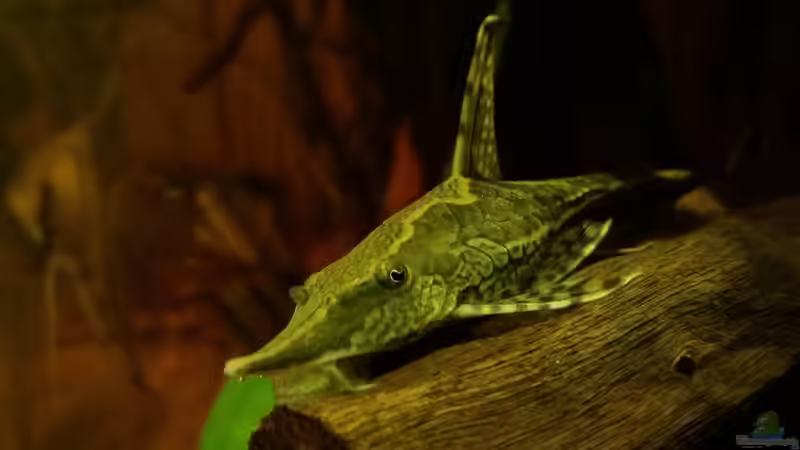 Weibchen von Sebastian Müller (51)