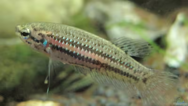 Weibchen von spree (3)