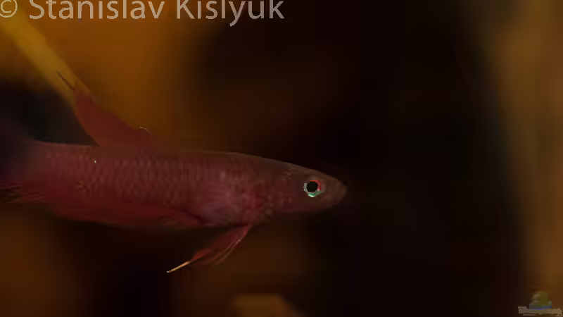 Weibchen von Stanislav Kislyuk (3)