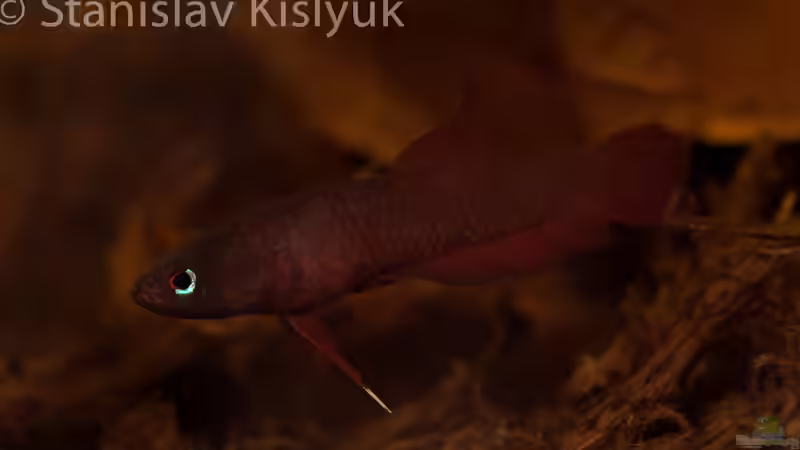 Weibchen von Stanislav Kislyuk (4)