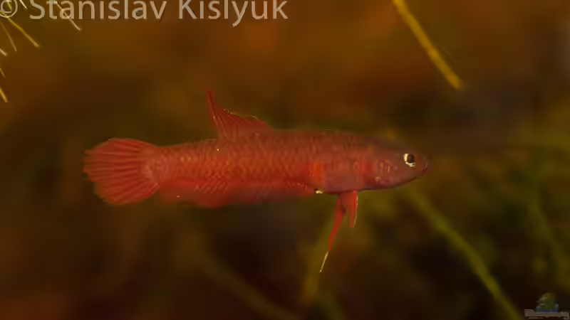 Weibchen von Stanislav Kislyuk (7)