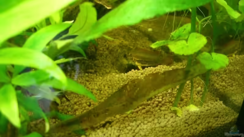 Weibchen vor ihrer neuen Höhle von lukasg (10)