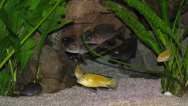 Weibertreffen mit Yellowbock im Vordergrund von Schielefix (32)