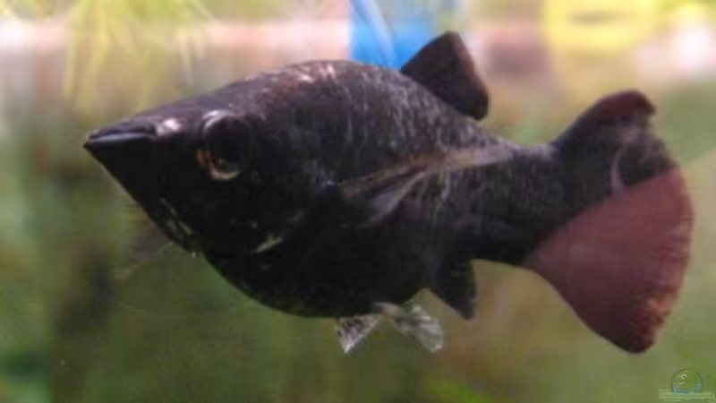 weibl. Black Molly von DanBri (34)