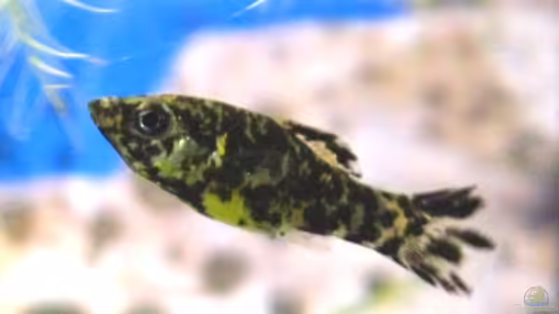 weibl. Dalmatiner Molly-Segelkärpfling Mix von DanBri (33)