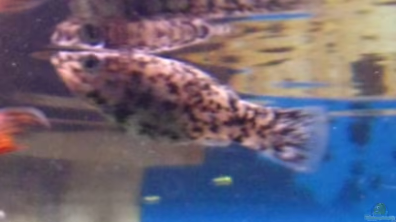 weibl. Dalmatiner Molly von DanBri (32)