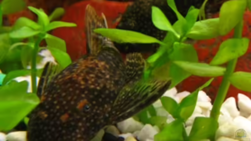 weibl. roter Antennenwels von DanBri (26)