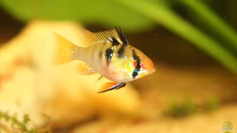 weibl. Schmetterlingsbuntbarsch von Tobias Dykstra (7)