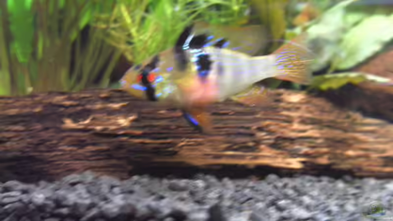 weiblich von Ingeborg Bohry (20)