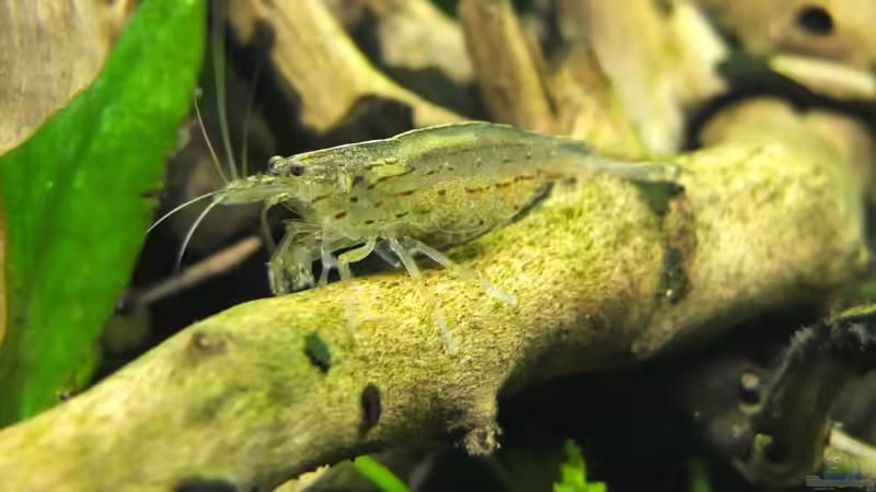 Weibliche Garnele von axolotl (93)