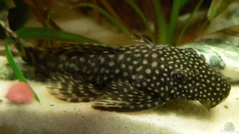 Weiblicher Antennenwels von Lars T. (21)