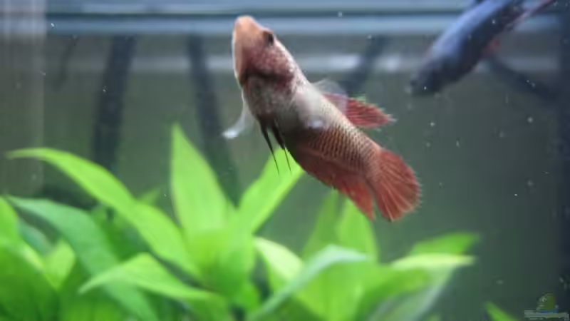 Weiblicher Kampffisch von Tatjana Befus (6)