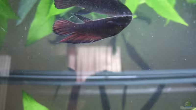 Weiblicher Kampffisch von Tatjana Befus (8)