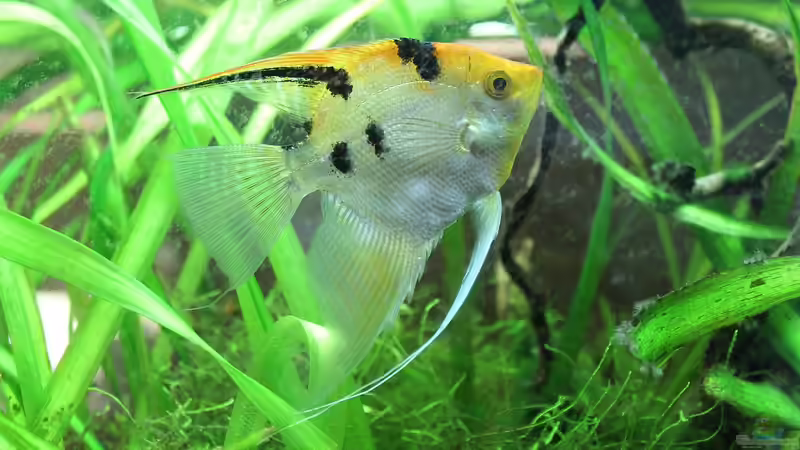 Weiches Wasser: Welche Zierfische sind geeignet?