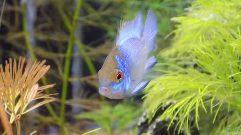 Weiches Wasser: Welche Zierfische sind geeignet?