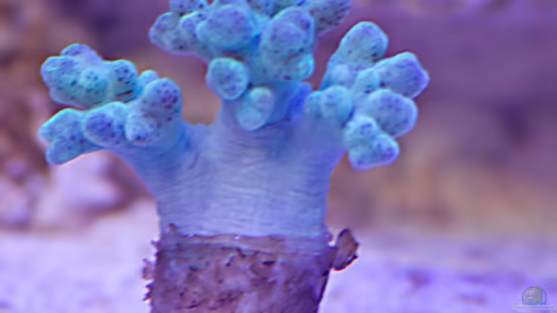 Weichkoralle 26.04.2015 von mmbm78 (21)