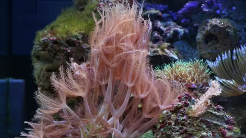 Weichkoralle von Aquarienfreude (9)