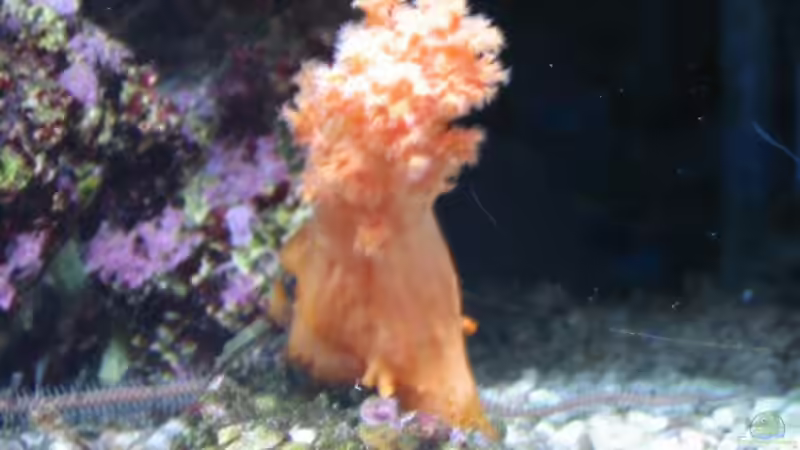 Weichkoralle von Lars Leonhardt (8)