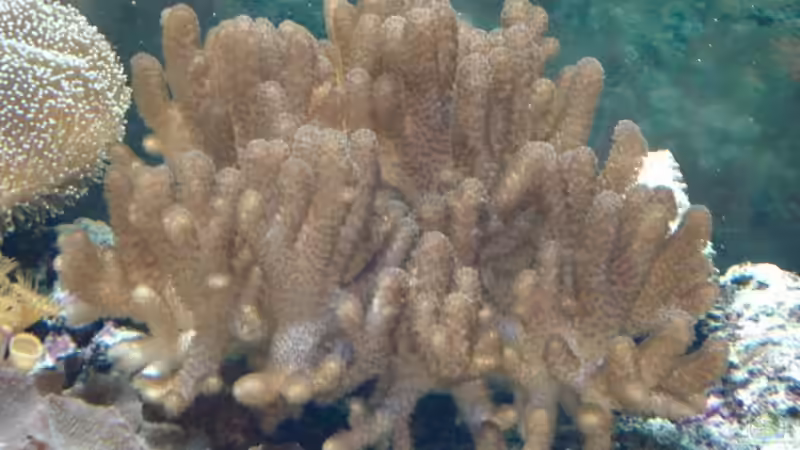 Weichkoralle von Mario Dorner (23)