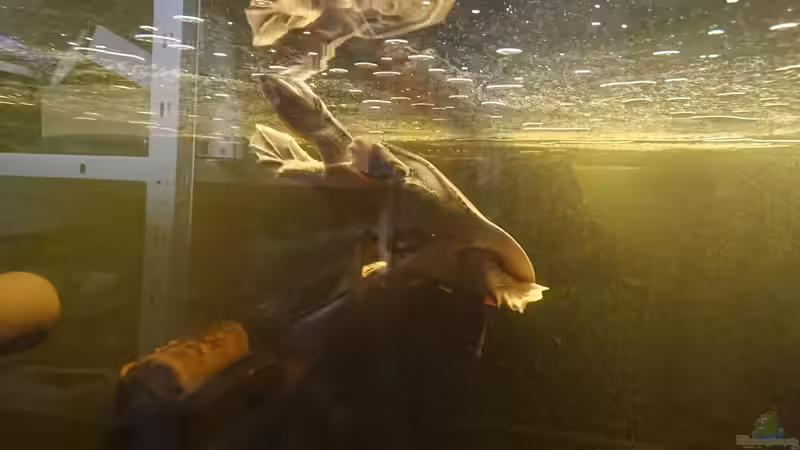 Weichschildkröte von kellerkind (69)