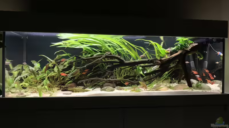 Weichwasseraquarium: Haltung, Wasserwerte, Einrichtung und Pflege