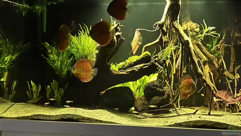 Weichwasseraquarium: Haltung, Wasserwerte, Einrichtung und Pflege