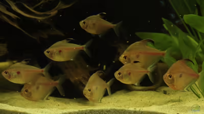 Weichwasserfische in hartem Wasser und umgekehrt: Was sind die Folgen?