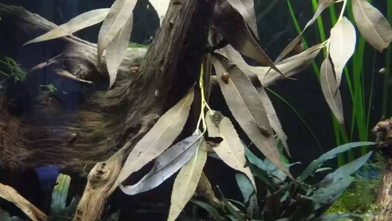 Weidenäste mit juvenilen Sewellias von paris (12)