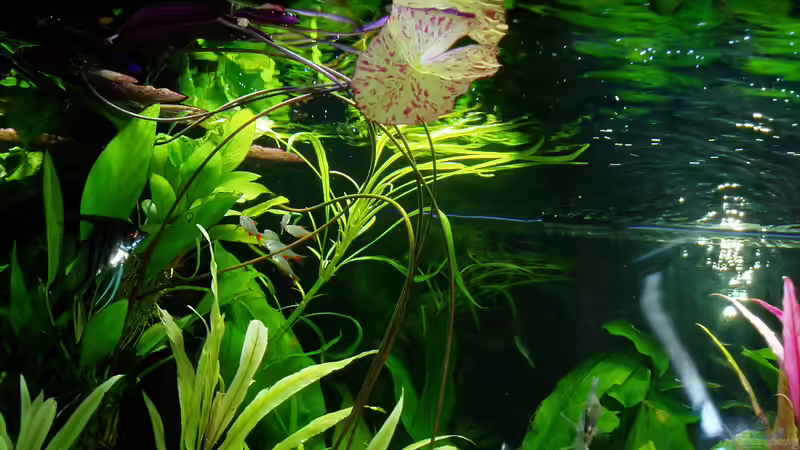 Weidenblättriger Wasserfreund im Hintergrund (Hygrophila stricta), Riesen-Wasserfreund im  Vordergrund (Hygrophila corymbosa  Thailand), Breitblättriges Speerblatt links (Anubias barteri) von Reiner Dr. Med. Jesse (39)