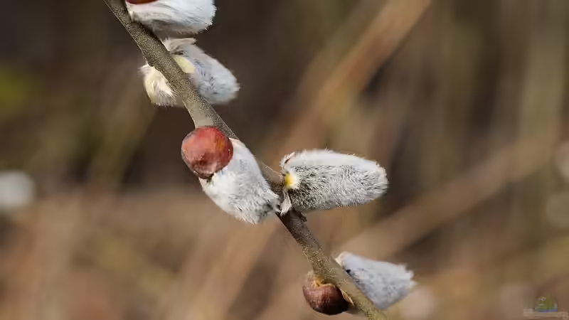 Weidenkätzchen: Frühlingserwachen im Garten
