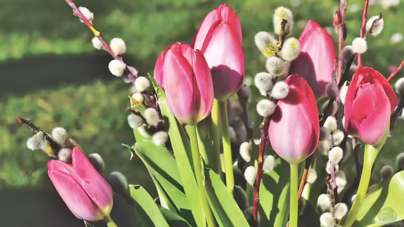 Weidenkätzchen: Frühlingserwachen im Garten