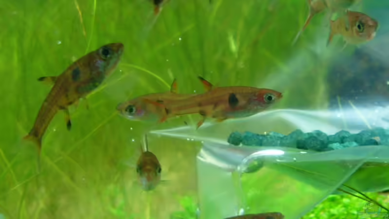 Weihnachtsgeschenk im Aquarium: Umgang mit ungeeigneten Fischen