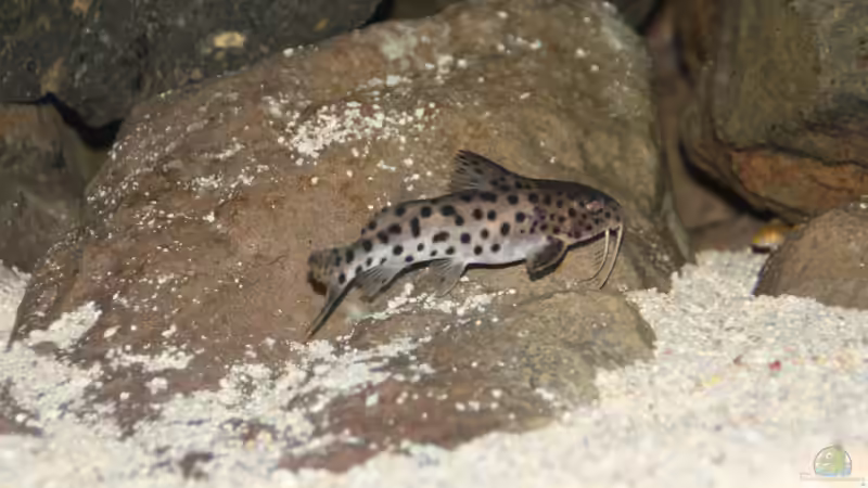 Weils so schön war...im Hintergrund mit Nachwuchs ;-) von Sunny73 (43)