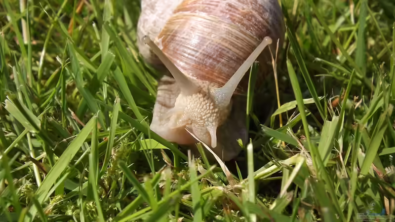 Weinbergschnecken: Ihr ökologischer Nutzen