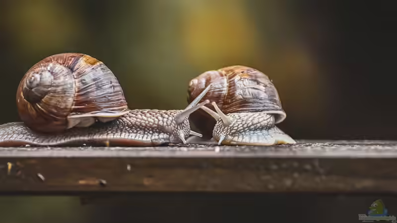 Weinbergschnecken: Ihr ökologischer Nutzen