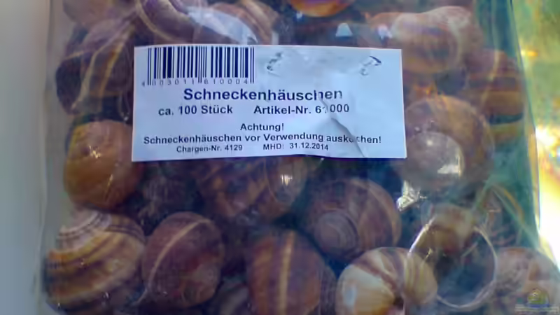 Weinbergschneckengehäuse (90 Stück sind im Becken) von timme (23)