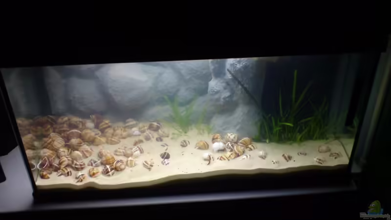 Weinbergschneckengehäuse von timme (24)