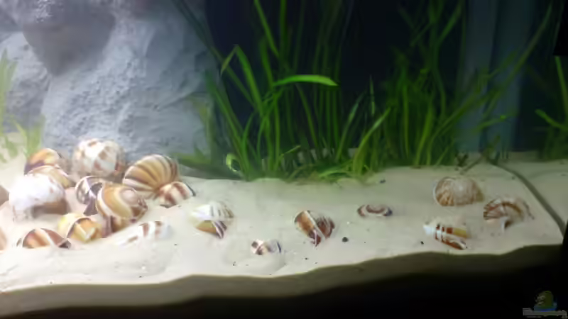 Weinbergschneckengehäuse von timme (26)