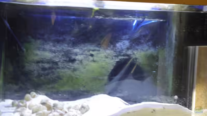 Weinbergschneckenhäuser im noch leeren Aquarium von PhilGabriel (8)