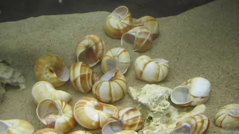 Weinbergschneckenhäuser von Locke1992 (7)