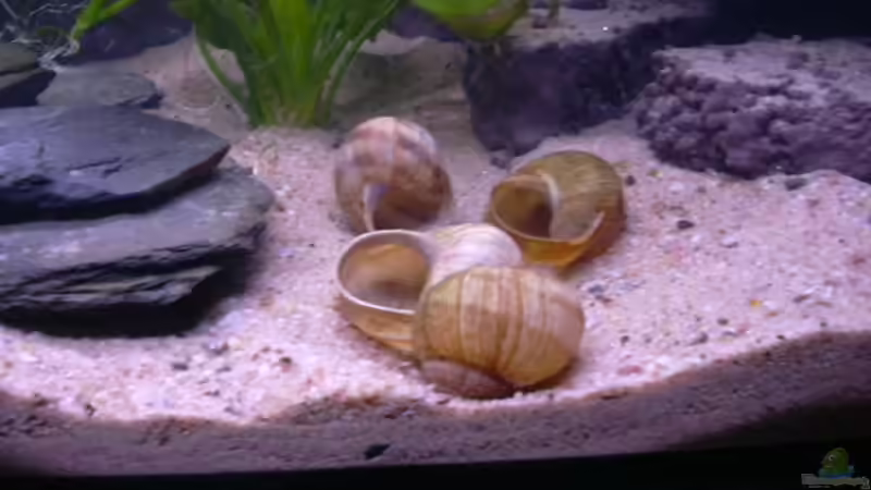 Weinbergschneckenhäuser von Marco Sauer (4)