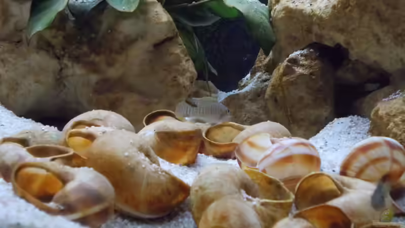 Weinbergschneckenhäuser von matze81 (10)