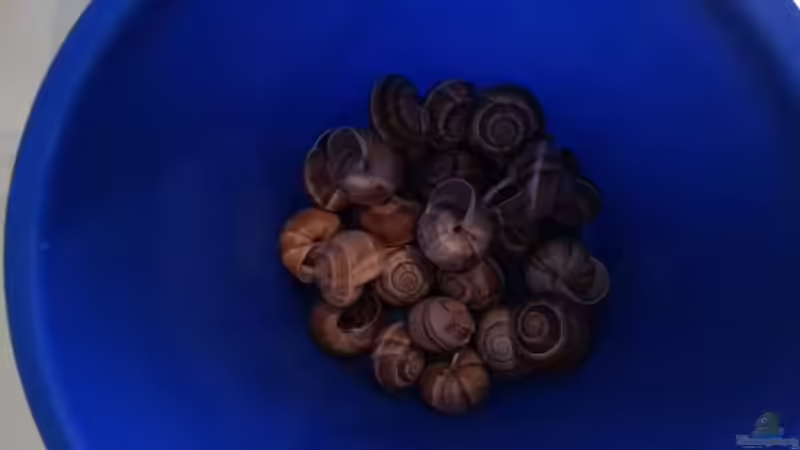 Weinbergschneckenhäuser zur Dekoration von junger Aquarianer (34)