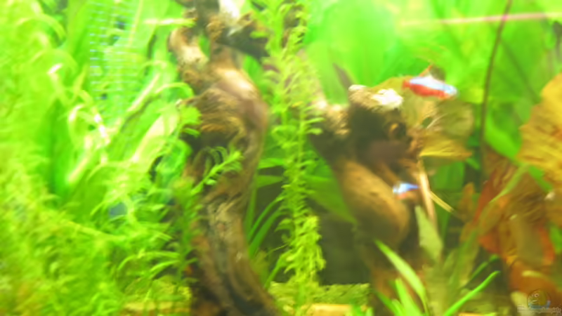 Weinrebe von Mieze2010 (10)