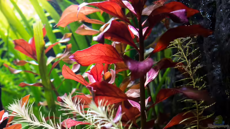 Weinrote Ludwigie - Ludwigia Rubin von rasrol (9)