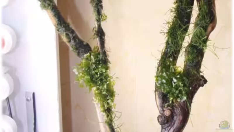 Weinstock-??ste von Ralf64 (49)