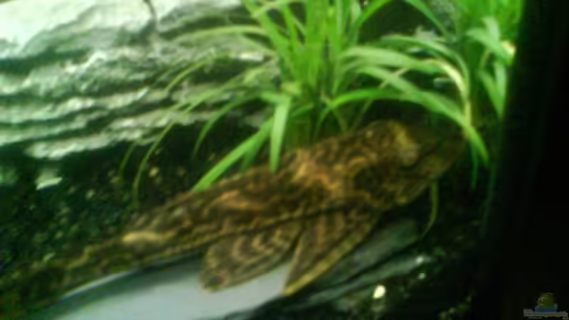 Weis leider nicht, wie dieser Fisch genau heißt. Wäre nett wenn es mir einer sagen von bjoern21x (18)