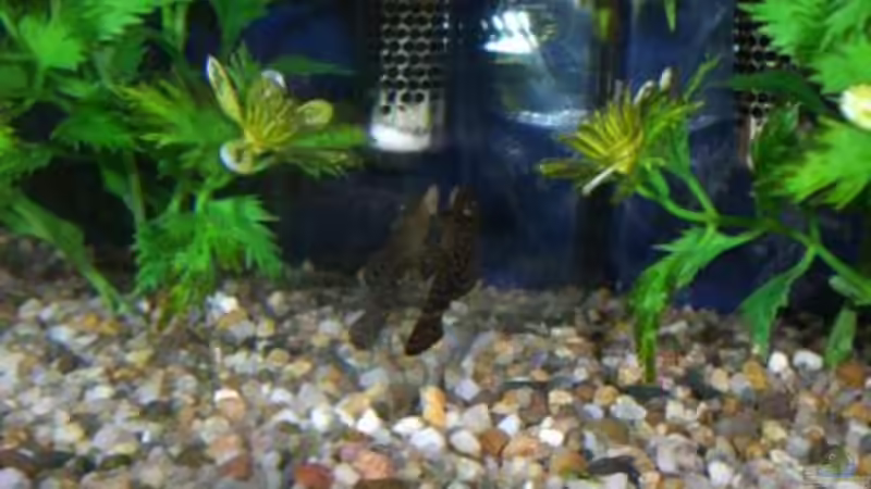 weis nicht genau ob das ein otocinclus oder ancistrus dolichopterus ist von Stefan Georgi (8)